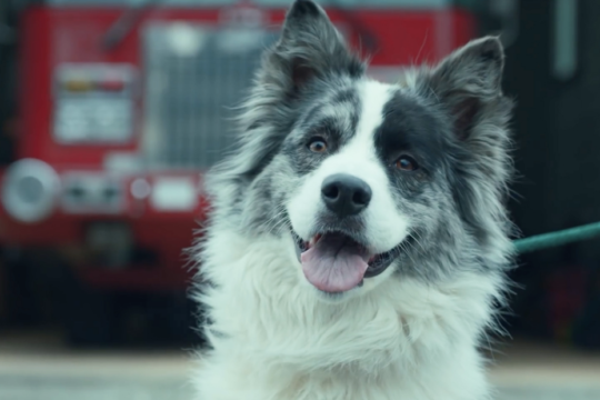 Lincoln and The Dogist seek to reunite Paradise families with their pets. Lincoln