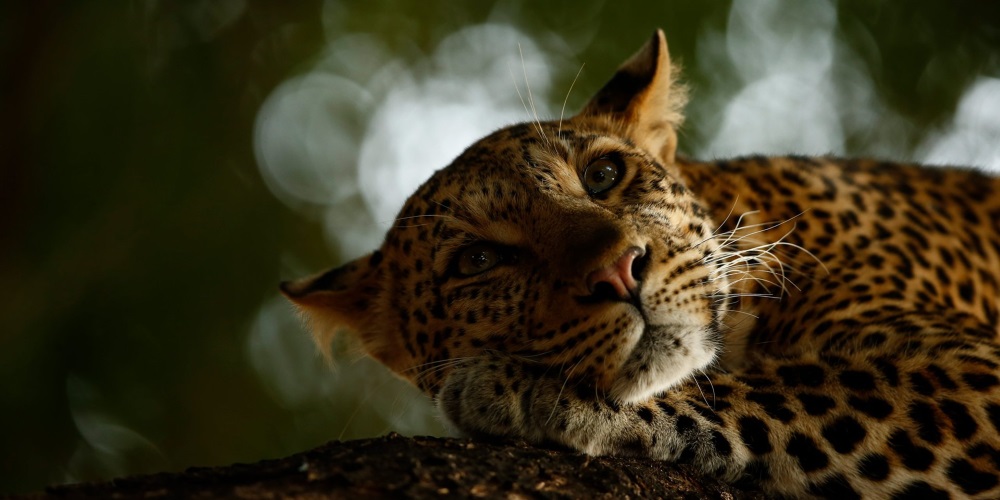 Lounging Leopard ©Skye Meaker