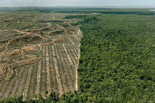 Clearcut #1, Palm Oil Plantation, Borneo, Malaysia 2016 © Edward Burtynsky