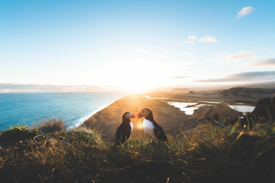 I tramonti sono più belli in due. Il corteggiamento di questi due pulcinella di mare rende a meraviglia il romanticismo di un tramonto in Islanda.