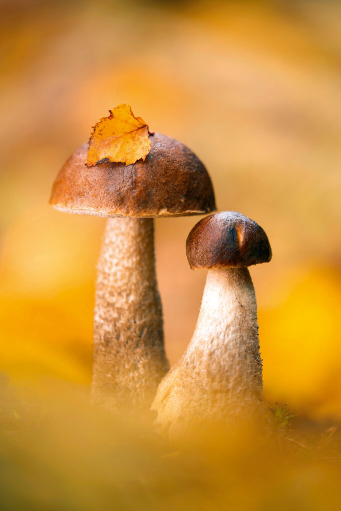 fotografare i funghi