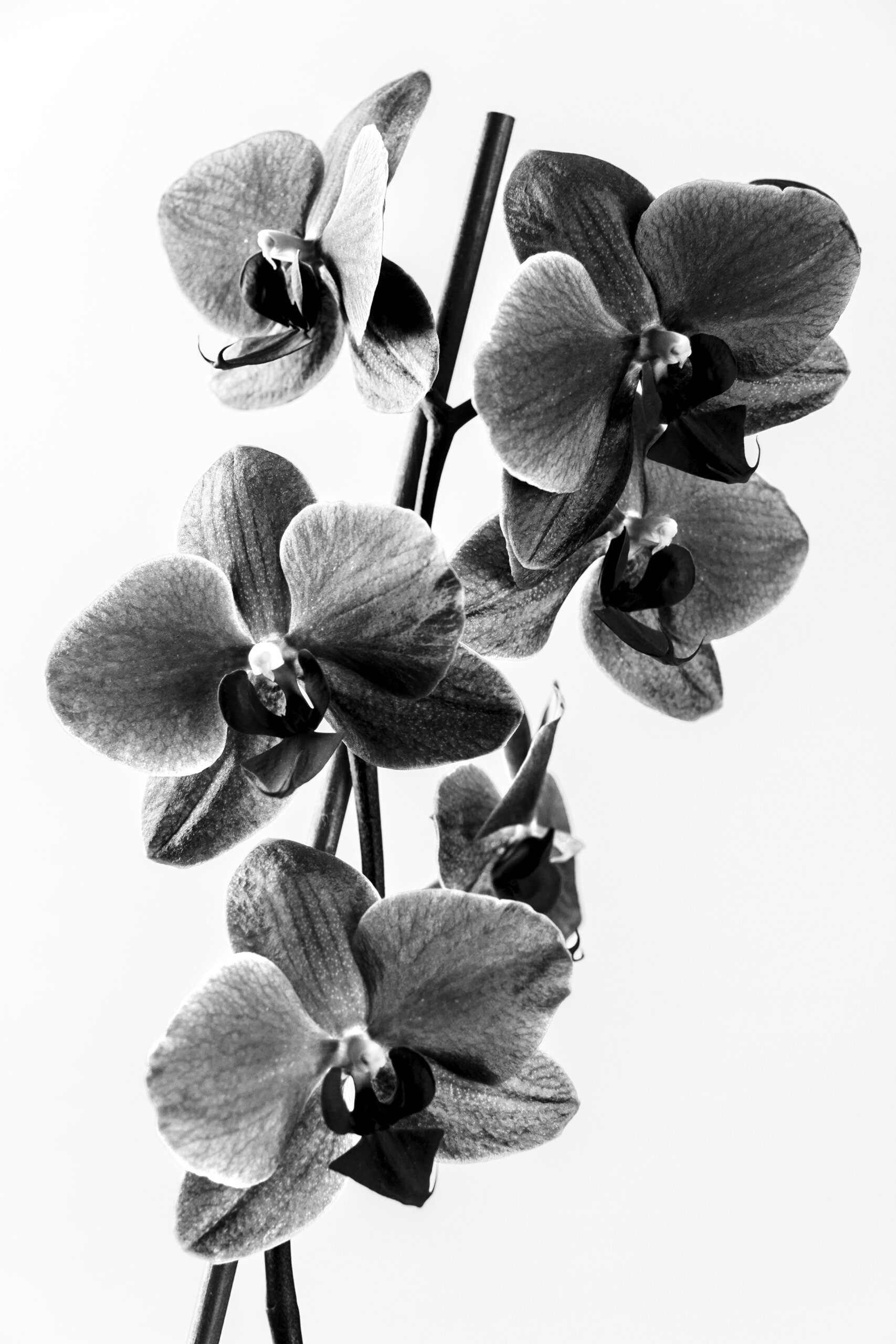 Orchidea nera - IL FOTOGRAFO