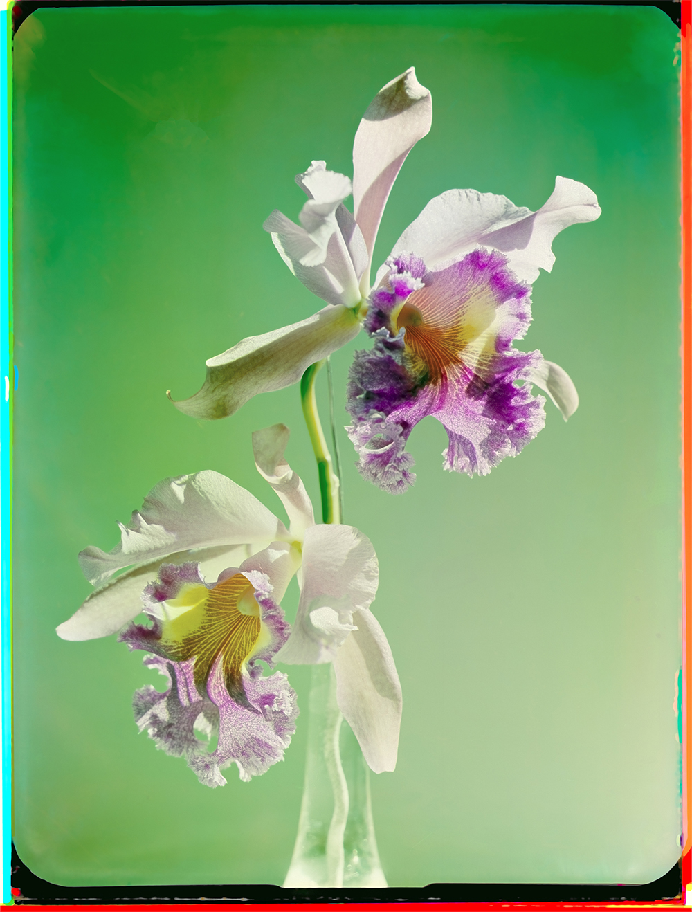 Orchidee Werner Bischof
