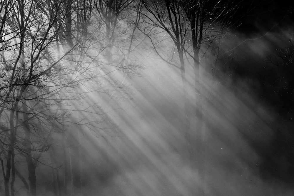 fotografia di paesaggio con la luce filtra tra gli alberi