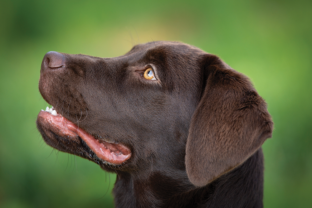 close-up di un Labrador