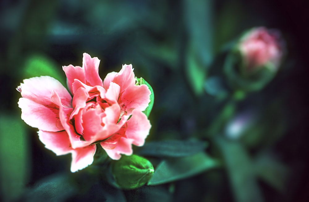 close-up di un fiore