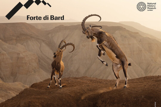 Wildlife Photographer of the Year Forte di Bard