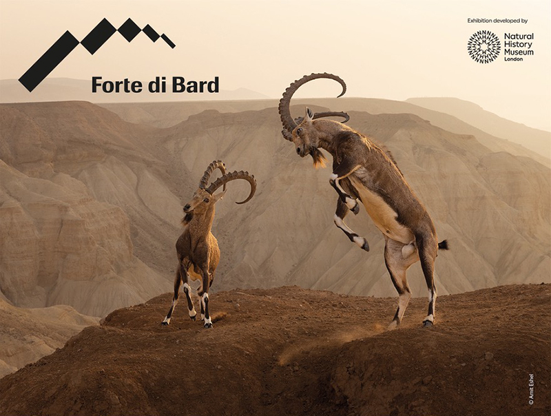 Wildlife Photographer of the Year Forte di Bard