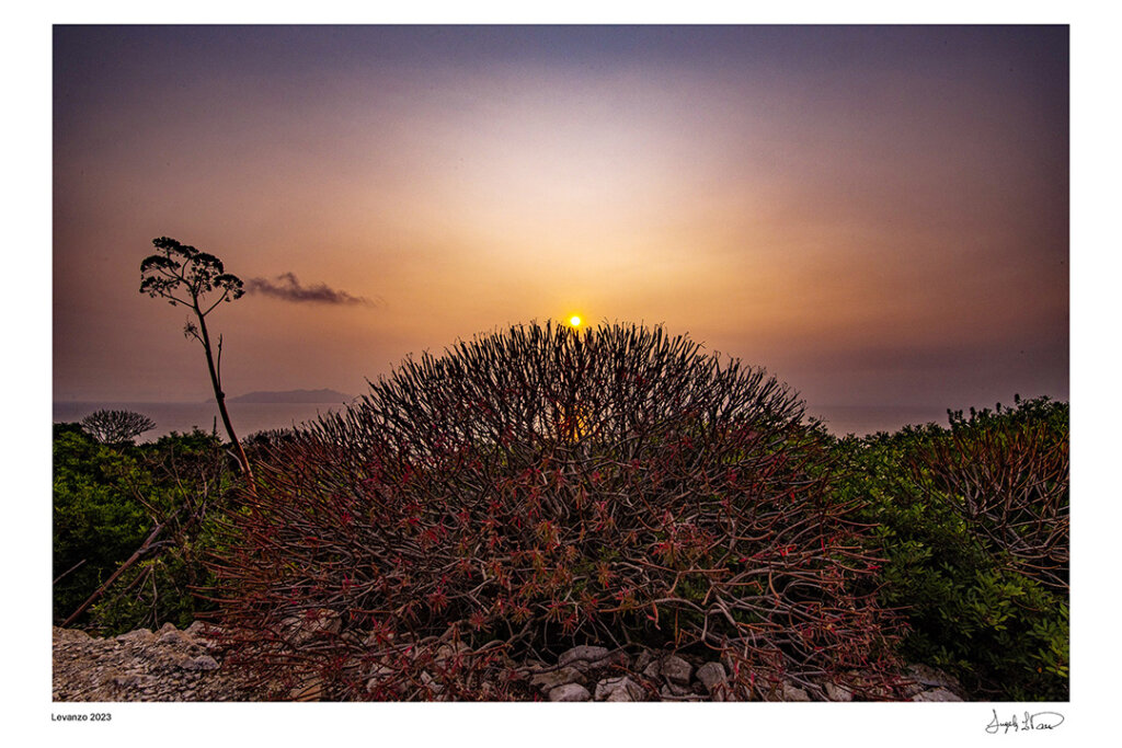 Arbusti al tramonto Levanzo Egadi