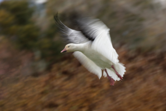 motion blur uccello in movimento