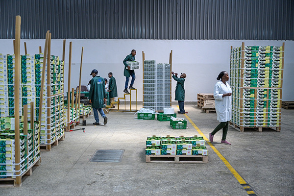 Kenya 2023. Gli avocado destinati al mercato olandese vengono confezionati presso GMS (Gateway Marine Services) per essere spediti a Rotterdam in container refrigerati. Dal porto di Mombasa vengono poi spediti a Salalah (Oman) e da lì trasferiti su un’altra nave container per Rotterdam. Il viaggio dura 26 giorni. Kabati, Kenya. Kadir van Lohuizen / NOOR, Food for Thought, 2021-2023