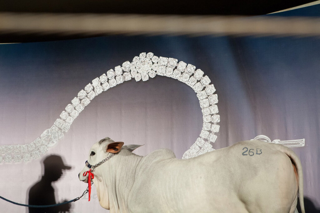 Un vitello esposto all’asta privata “Joias da Raça” (“I gioielli della razza”) organizzata dall’azienda agricola Nova Trindade durante la fiera del bestiame ExpoZebu. L’animale è stato venduto per un milione di dollari. Uberaba, Brasile, 2013. Dalla serie Holy Cow © Carolina Arantes. Yeast Photo Festival 2024