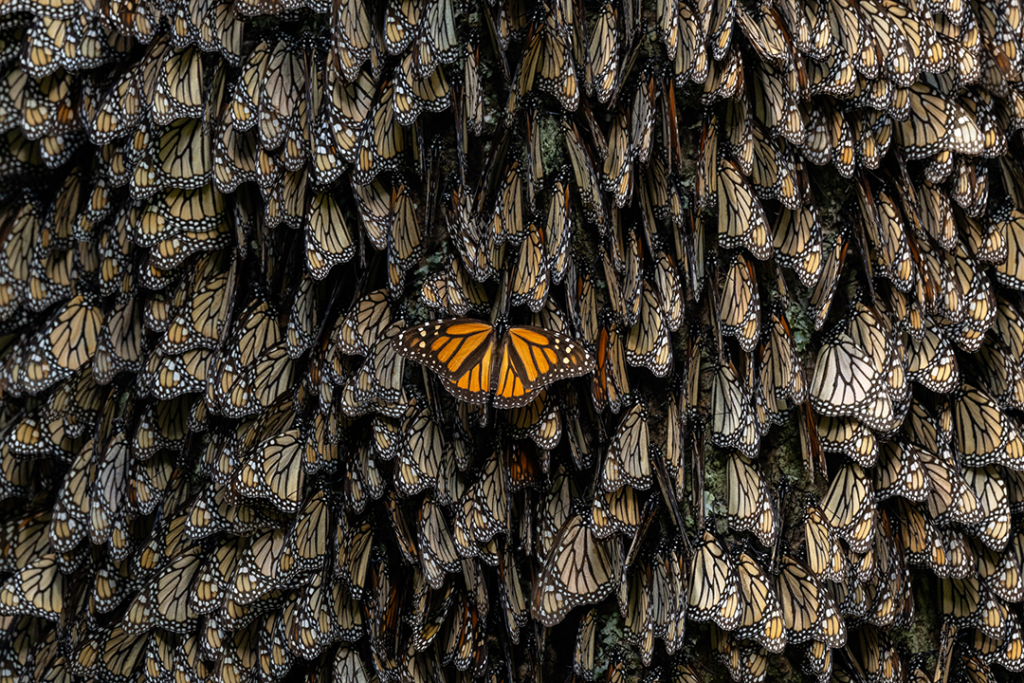 Saving the monarchs, ©Jaime Rojo