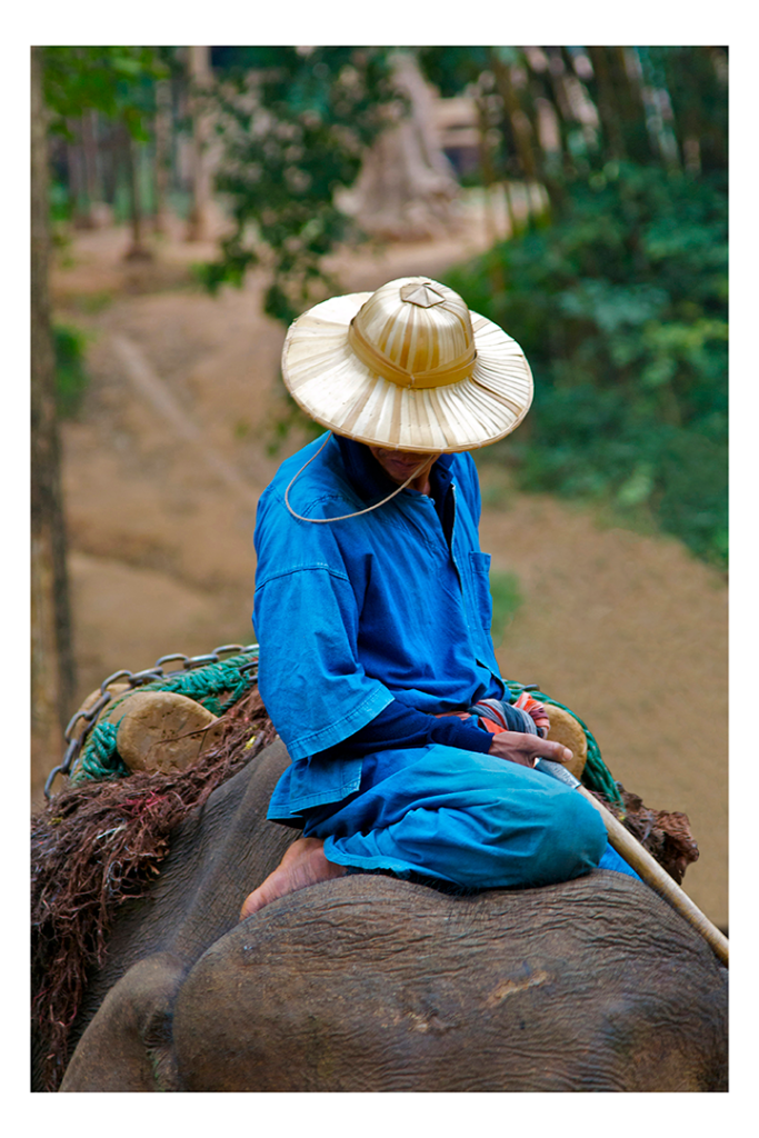 Thailandia, Chiang Rai, Elefanti con i loro addestratori © Massimo Saretta